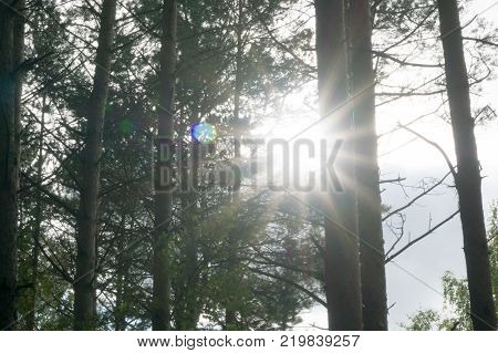 tops of the trees Dark forest background.  forest trees