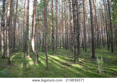 Dark tops of trees   forest background. Karelia forest trees