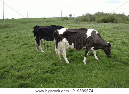 green meadow and cattle on a walk Sleeping cows at sunrise