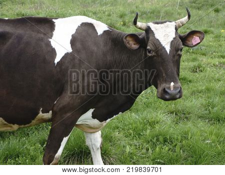 a cow looks at the and cattle on a walk  photographer