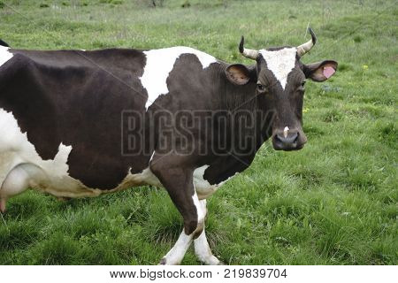 and cattle on a walk Cow with a view