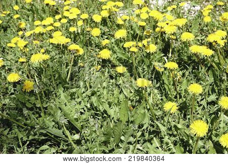 big Yellow field of dandelions and the dark background