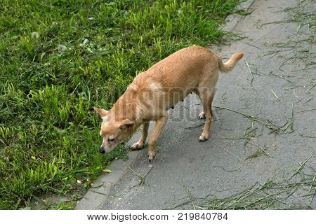 Dog playing outside smiles in dark color