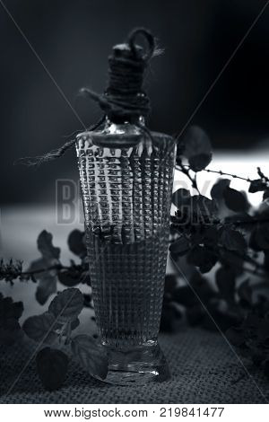 Close Up Of Oil Of Ocimum Tenuiflorum.., Holy Basil In A Transparent Bottle.