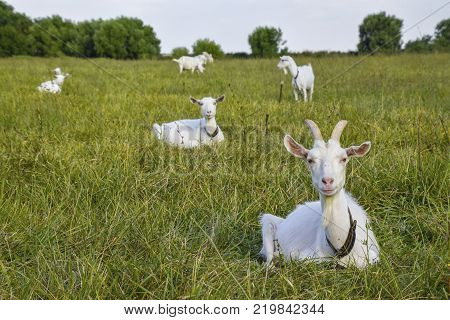 Goats grazing in the meadow. White goat dairy cattle eating grass in a pasture.