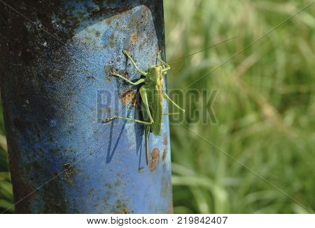 locust on a wet leaf locust imitating a leaf animal leaf