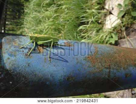 locust on a wet leaf locust imitating a leaf animal leaf