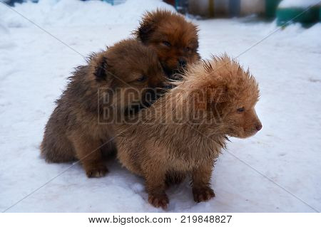 Stray puppies outside in the winter in the snow.