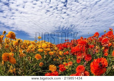 Concept of rural tourism and agrotourism. Light cirrus clouds portend a warm day. The magnificent blossoming fields of garden buttercups