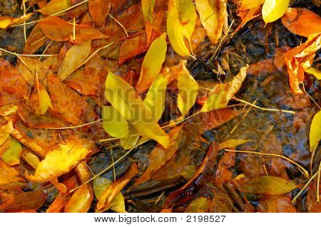 Yellow Leaves In Autumn Puddle