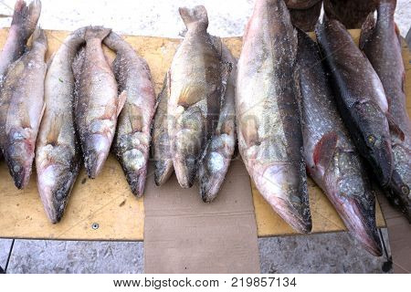frozen pike and pike perch