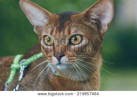 portrait a close-up of a gorgeous Abyssinian cat with an indistinct background