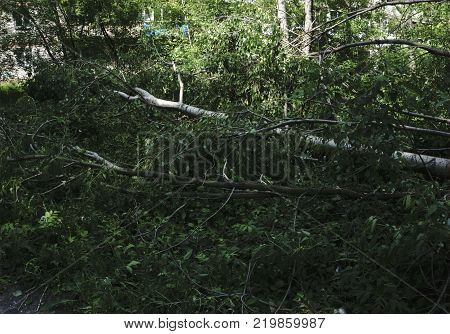Fallen tree lying on green grass in the forest.