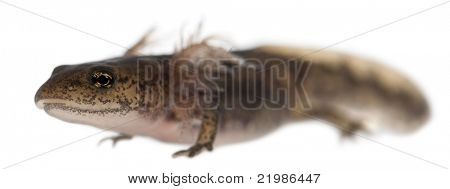 Brand salamander larve viser den eksterne gæller, Salamandra salamandra, foran hvid bagg