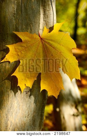 Foglia d'acero giallo
