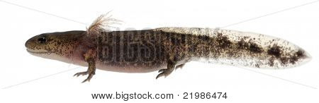 Brand salamander larve viser den eksterne gæller, Salamandra salamandra, foran hvid bagg