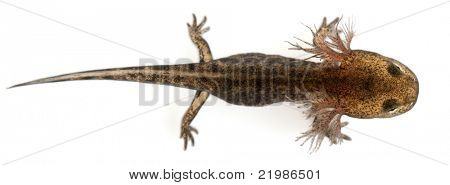 Høj vinkel visning af brand salamander larve viser den eksterne gæller, Salamandra salamandra, foran