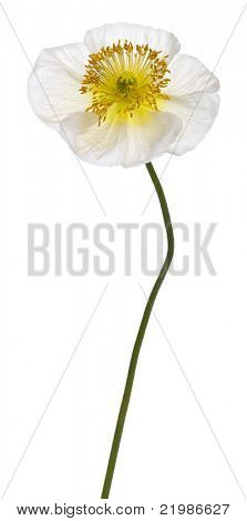 Bianco alpino papavero, Papaver alpinum, davanti a sfondo bianco