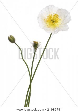 Bianco alpino papavero, Papaver alpinum, davanti a sfondo bianco