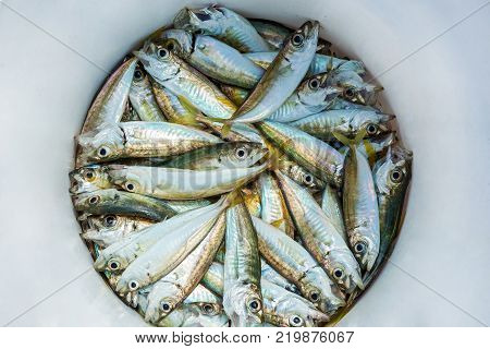 scull caught fishing lies in a white bucket, freshly caught fish