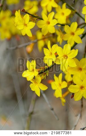 Winter jasmine or Jasminum nudiflorum deciduous shrub blooming with yellow flowers in early spring