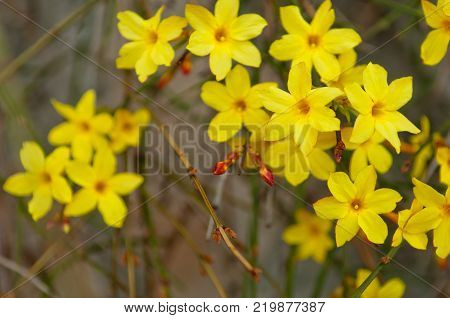 Winter jasmine or Jasminum nudiflorum deciduous shrub blooming with yellow flowers in early spring