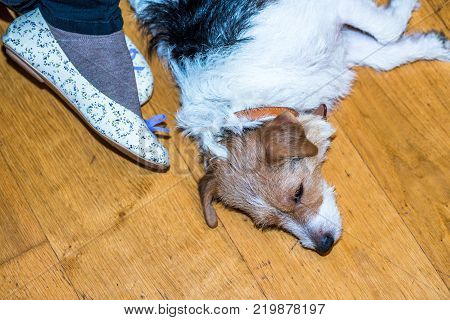 Jack Russell Terrier lies on wooden floor at home next master's female feet.