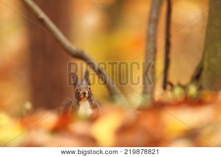 The squirrel was photographed in the Czech Republic. Squirrel is a medium-sized rodent. Inhabiting a wide territory ranging from Western Europe to Eastern Asia.Animal in the wild. Beautiful picture of a rusty squirrel. Squirrel sitting in a leaf. Small ma