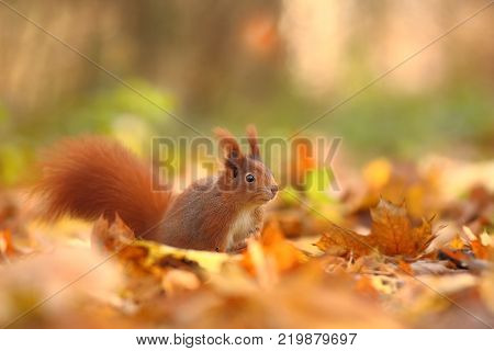 The squirrel was photographed in the Czech Republic. Squirrel is a medium-sized rodent. Inhabiting a wide territory ranging from Western Europe to Eastern Asia.Animal in the wild. Beautiful picture of a rusty squirrel. Squirrel sitting in a leaf. Small ma