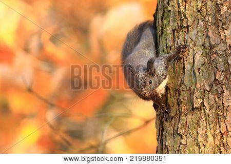 The squirrel was photographed in the Czech Republic. Squirrel is a medium-sized rodent. Inhabiting a wide territory ranging from Western Europe to Eastern Asia.Animal in the wild. Beautiful picture of a rusty squirrel. Squirrel sitting in a leaf. 