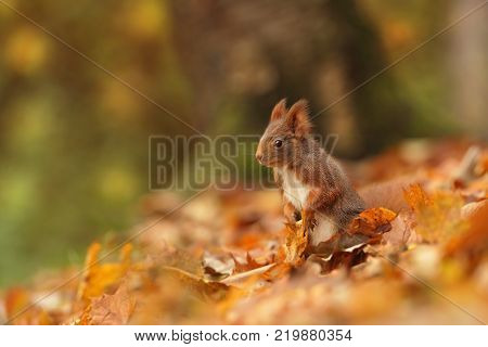 The squirrel was photographed in the Czech Republic. Squirrel is a medium-sized rodent. Inhabiting a wide territory ranging from Western Europe to Eastern Asia.Animal in the wild. Beautiful picture of a rusty squirrel. Squirrel sitting in a leaf. 