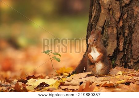 The squirrel was photographed in the Czech Republic. Squirrel is a medium-sized rodent. Inhabiting a wide territory ranging from Western Europe to Eastern Asia.Animal in the wild. Beautiful picture of a rusty squirrel. Squirrel sitting in a leaf. 