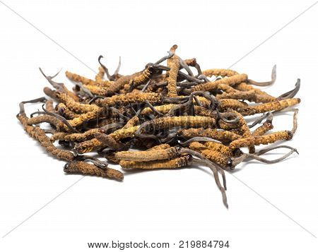 close up Ophiocordyceps sinensis (CHONG CAO DONG CHONG XIA CAO) or mushroom cordyceps this is a herbs. Medicinal properties in the treatment of diseases.