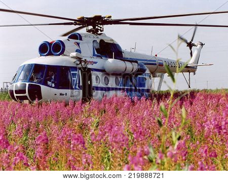 Salekhard, Russia - 15 July 2007: Mi-8 helicopter on the field of flowering tea willow.