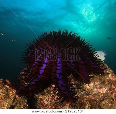 Crown-of-Thorns Starfish on coral reef