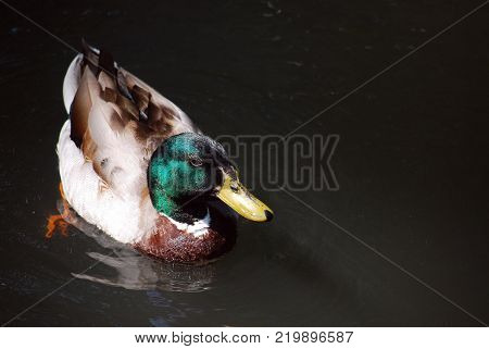 Mallard swimming in a river. The feathers of the green head shine under the sun.