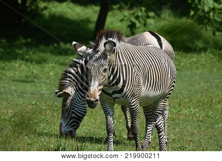 Stunning sebras grazing in a field of lush green grass