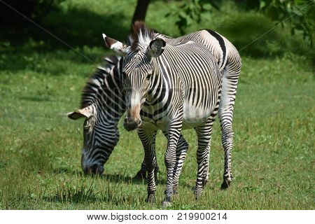 Stunning Sebras Grazing Ina Field Of Grass In A Zoo