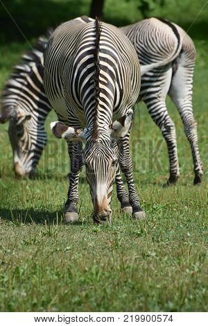 Stunning sebras grazing ina field of grass in a zoo