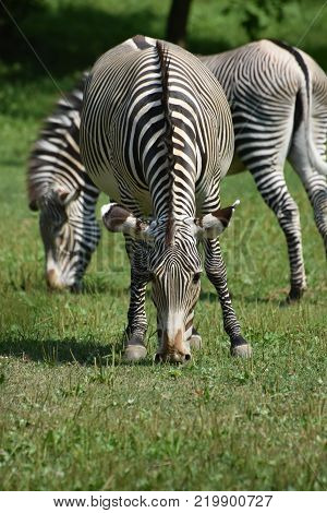 Pair of stunning sebras grazing in a grass field