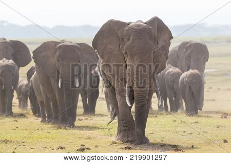 Herd of Elephants at Amboseli National Park, formerly Maasai Amboseli Game Reserve, is in Kajiado District, Rift Valley Province in Kenya. The ecosystem that spreads across the Kenya-Tanzania border.