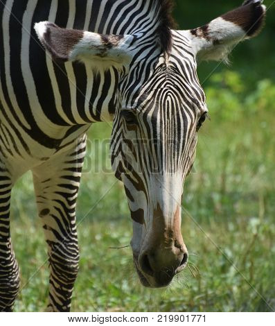 Stunning sebras grazing ina field of grass in a zoo