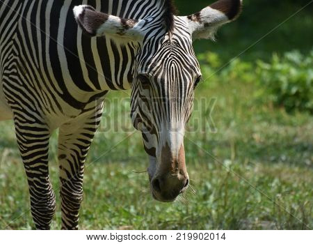 Stunning sebras grazing ina field of grass in a zoo