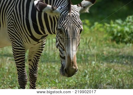 Stunning sebras grazing ina field of grass in a zoo
