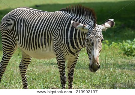 Stunning Sebras Grazing In A Field Of Grass.