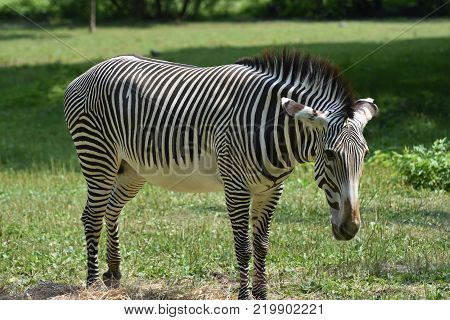 Stunning sebras grazing ina field of grass in a zoo