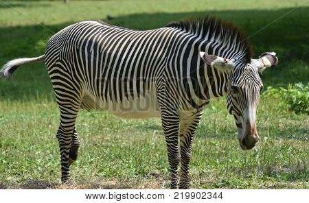 Stunning sebras grazing ina field of grass in a zoo