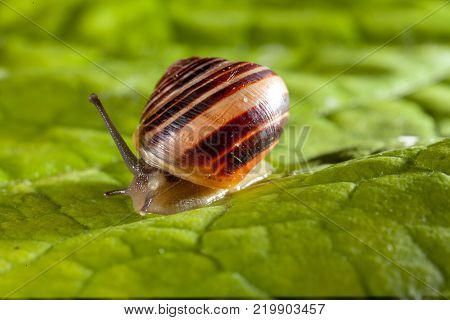 Garden snail on a green leaf natural green background macro