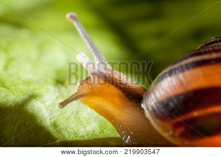Garden snail on a green leaf natural green background macro