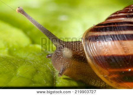 Garden snail on a green leaf natural green background macro